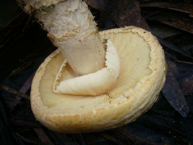 Image of Amanita ochrophylla (Cooke & Massee) Cleland 1924