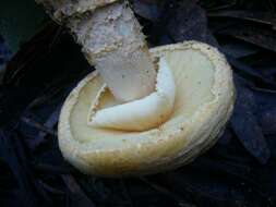 Imagem de Amanita ochrophylla (Cooke & Massee) Cleland 1924