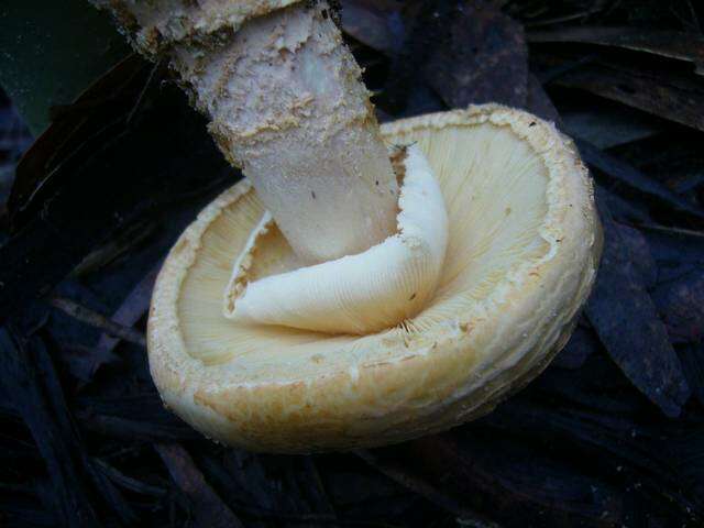 Image of Amanita ochrophylla (Cooke & Massee) Cleland 1924