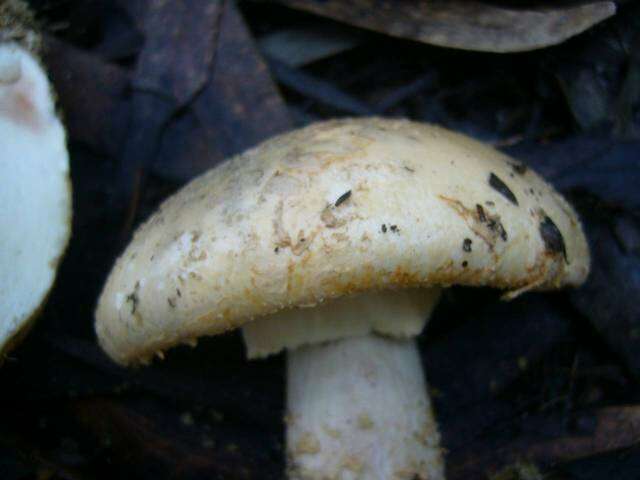 Image of Amanita ochrophylla (Cooke & Massee) Cleland 1924