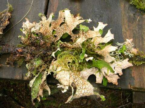 Image of lung lichen