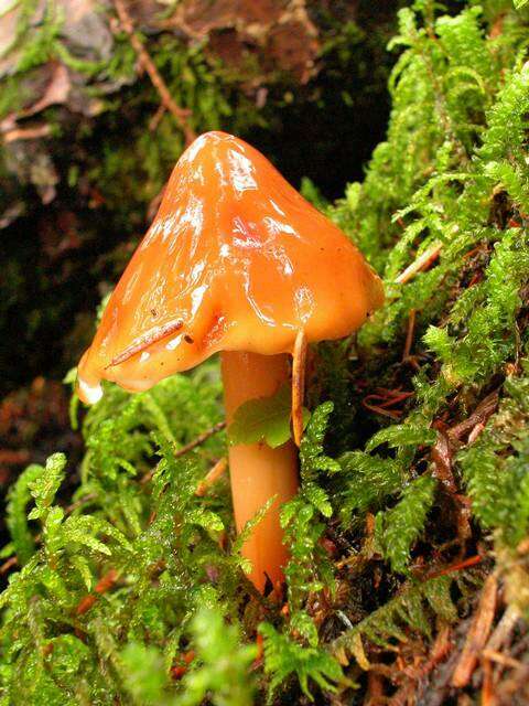 Image of Phaeocollybia piceae A. H. Sm. & Trappe 1972