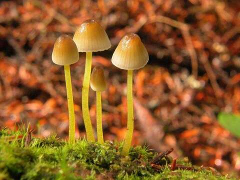 Mycena resmi