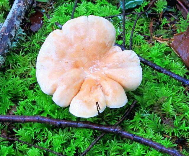 Image of Hygrophorus