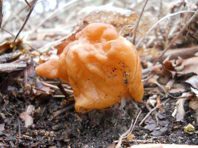 Image of Gyromitra korfii (Raitv.) Harmaja 1973