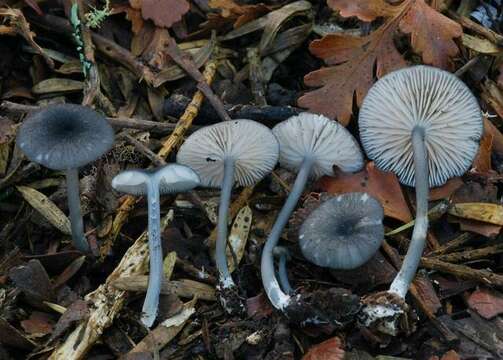 Слика од Entoloma asprelloides G. Stev. 1962