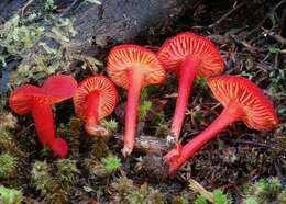 Image of waxcaps (fungi)