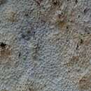 Image de Polypore à spores vermiculaires