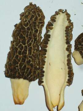 Image of Morchellaceae