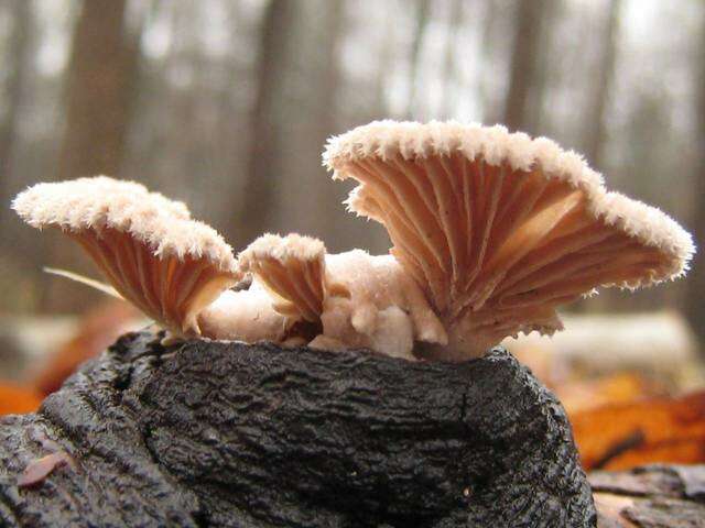 Image of Schizophyllaceae