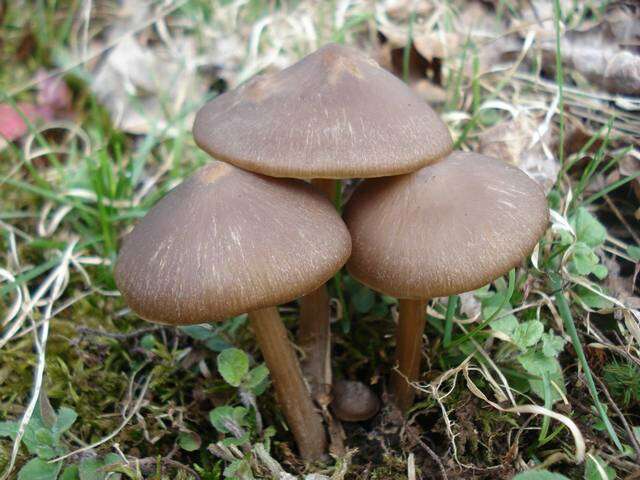 Image of Entoloma vernum S. Lundell 1937