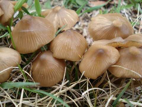 Image of Entoloma vernum S. Lundell 1937