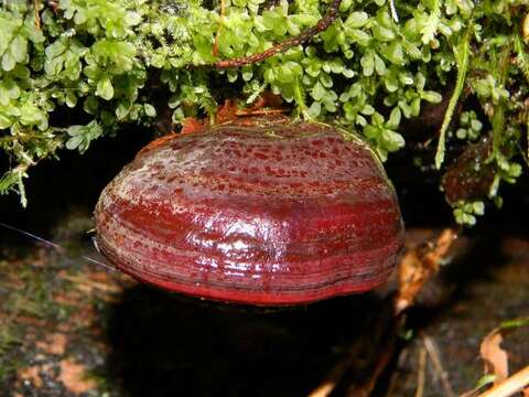 Image of Ganoderma oregonense Murrill 1908