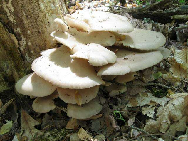 Image of Pleurotus