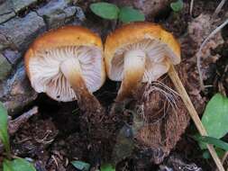 Plancia ëd Flammulina