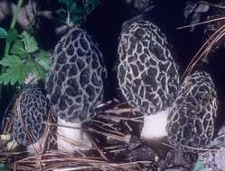 Plancia ëd Morchellaceae