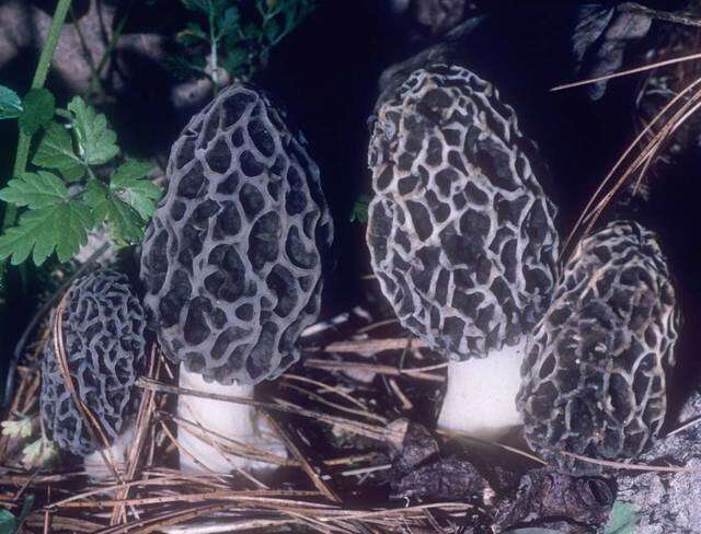 Image of Morchellaceae