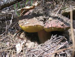 Sivun Boletus rex-veris D. Arora & Simonini 2008 kuva