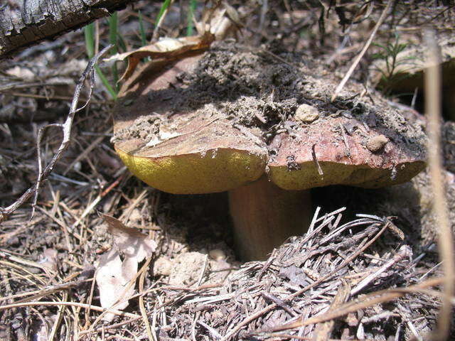 Sivun Boletus rex-veris D. Arora & Simonini 2008 kuva