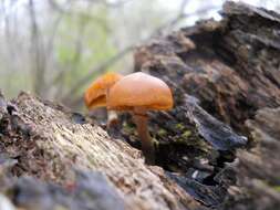 Image of Galerina