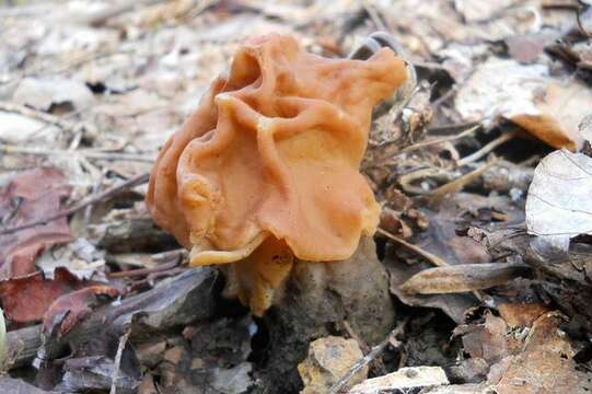 Image of Gyromitra korfii (Raitv.) Harmaja 1973