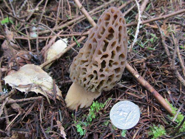 Plancia ëd Morchellaceae