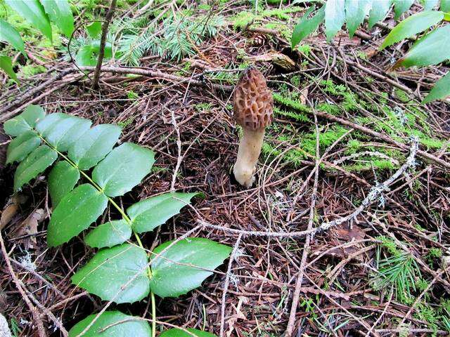 Plancia ëd Morchellaceae