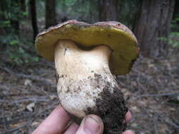 Sivun Boletus rex-veris D. Arora & Simonini 2008 kuva