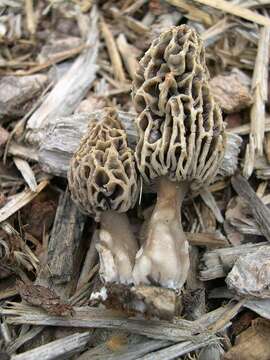 Image of Morchellaceae