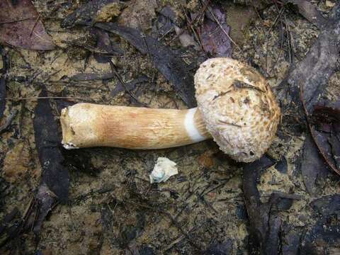 Image of Boletellus dissiliens (Corner) Pegler & T. W. K. Young 1981