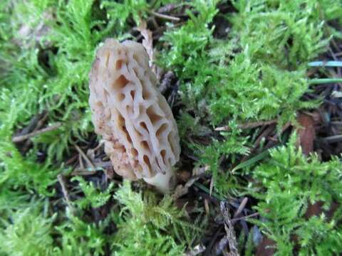 Image de Morchellaceae