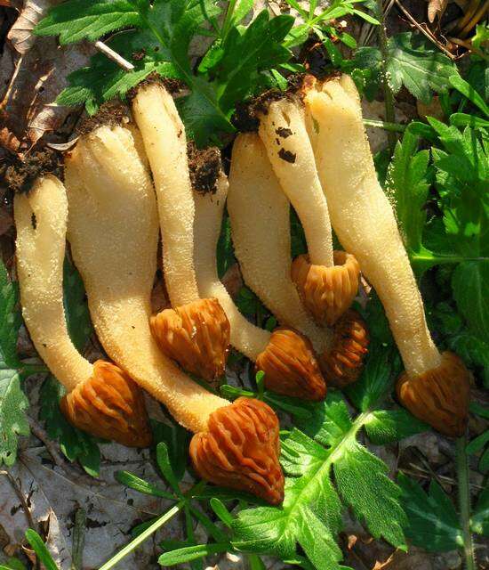 Image of Morchella punctipes Peck 1903