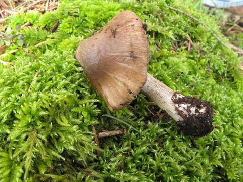 Image of Inocybe assimilata Britzelm. 1881