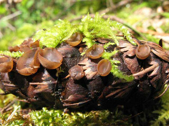 Image of Sclerotiniaceae