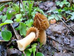 Image of Morchella punctipes Peck 1903