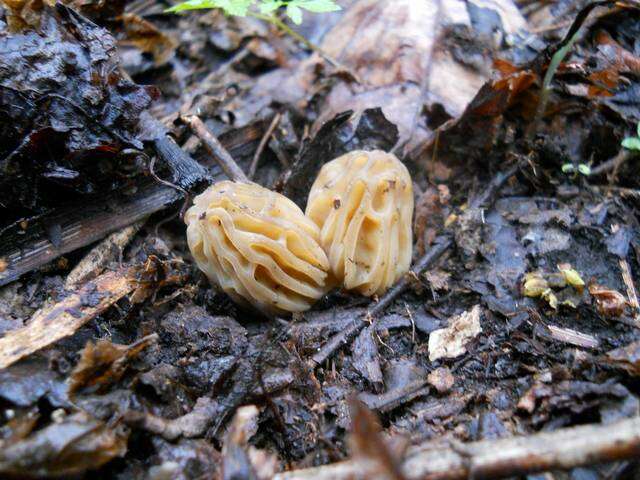 Image of Morchella punctipes Peck 1903