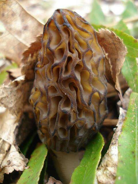 Image de Morchella angusticeps Peck 1887