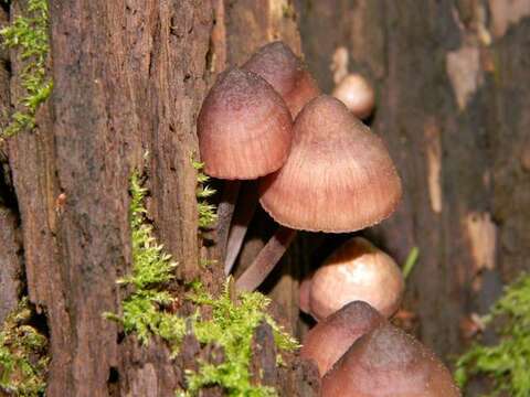 Image of Mycena