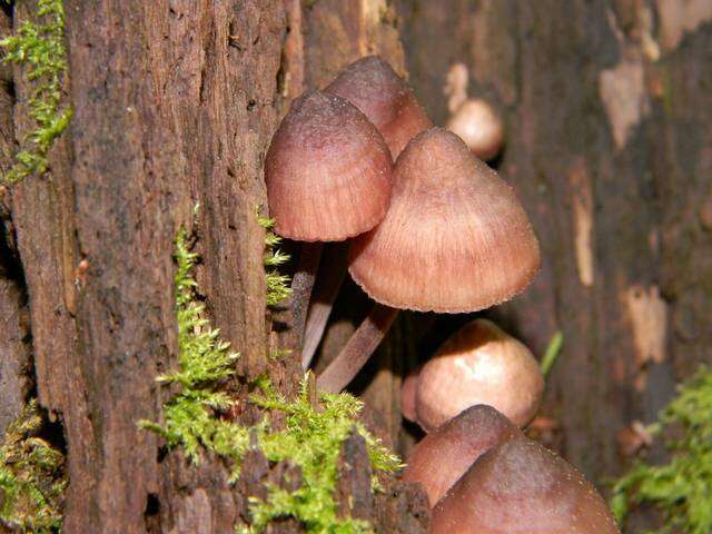 Imagem de Mycena