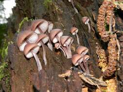 Image of Mycena