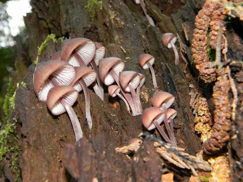 Image of Mycena