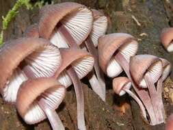 Image of Mycena