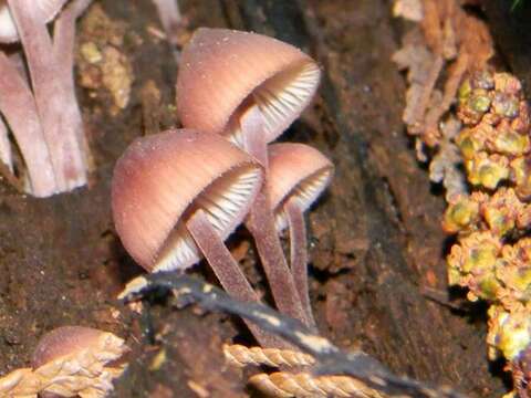 Image of Mycena