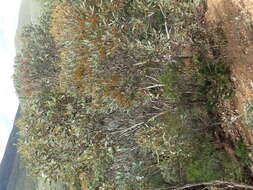 Image of Eucalyptus phaenophylla M. I. H. Brooker & S. D. Hopper