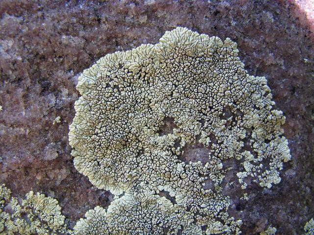 Image of mountain lichen