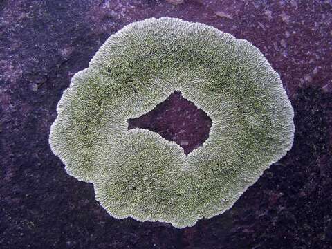 Image of mountain lichen