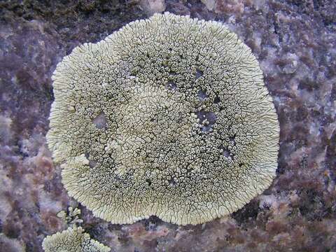 Image of mountain lichen