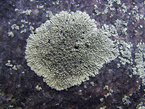 Image of mountain lichen