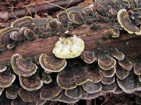 Image of Trametes