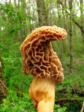 Image of Morchellaceae